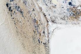 Why You Should Choose Our Mold Remediation Services in Mattituck, NY